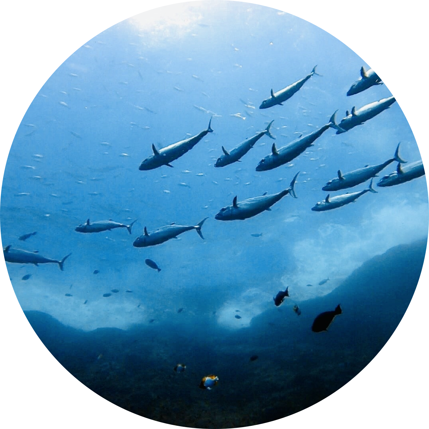 貴重な海洋資源を守るための活動